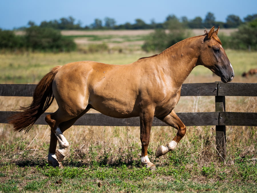 Lote VIRTUD JILGUERO