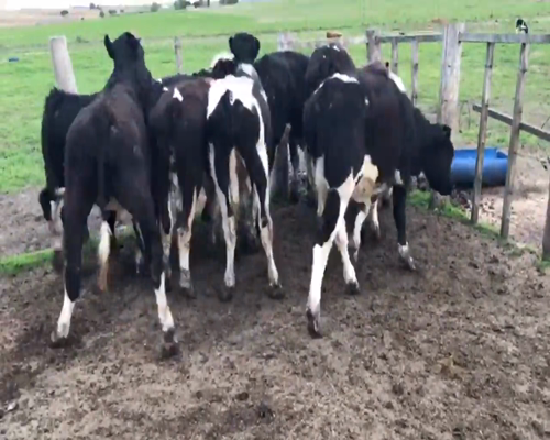 Lote (Vendido)9 Terneros Ho y Cruzas a remate en 1º Remate Virtual 239kg -  en Mundo Azul