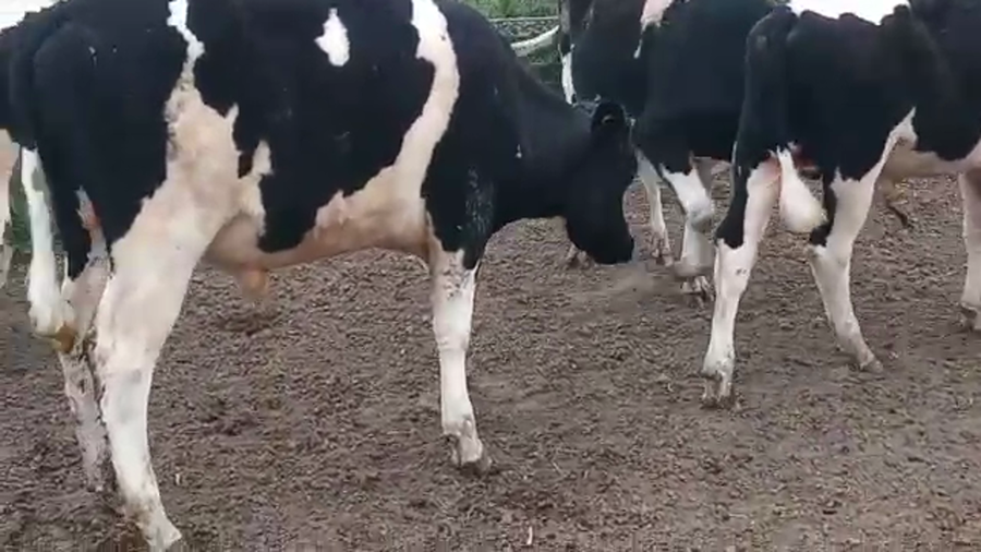 Lote 7 Terneros HOLANDO a remate en REMATE POR PANTALLA 170kg - , San José