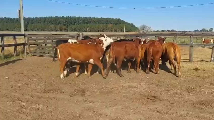 Lote 17 Vaquillonas de invernada