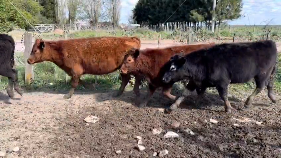 Lote 55 Novillitos