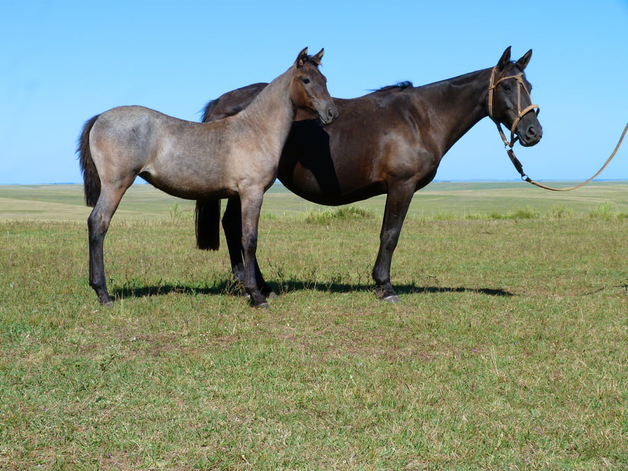Lote Calera Brasilera