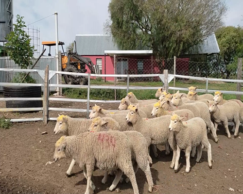 Lote (Vendido)20 Corderos HIGHLANDER a remate en #11 Remate de Pantalla 24kg - , Colonia