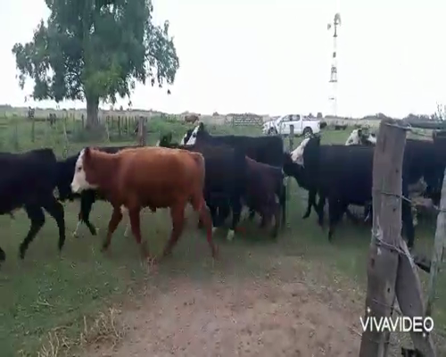 Lote 30 Terneros/as en Gral. Paz, Buenos Aires