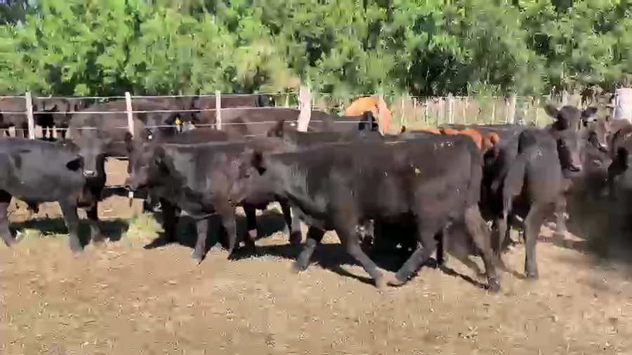 Lote 60 Terneros en Chascomús, Buenos Aires