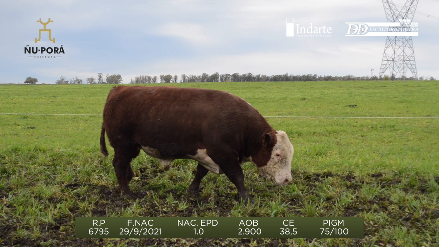 Lote Toros a remate en Remate anual Ñu Porá 2023, Paysandú