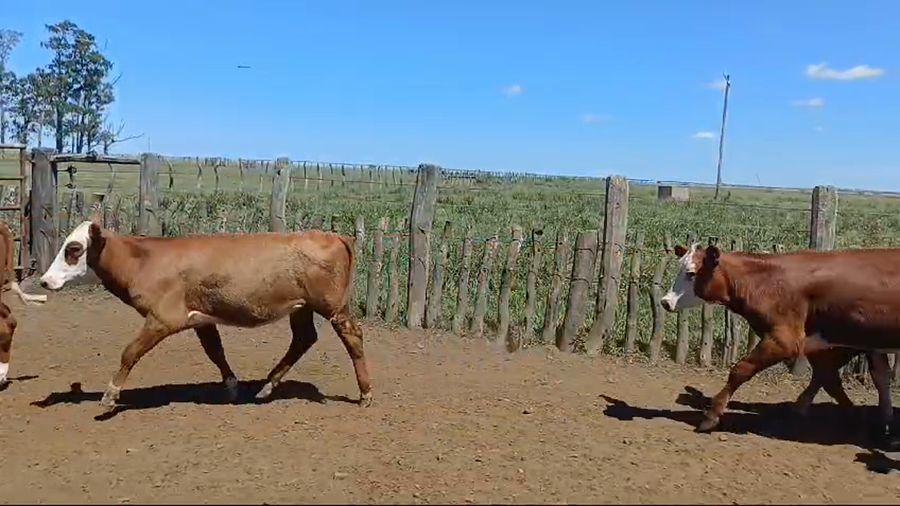 Lote 115 Terneras