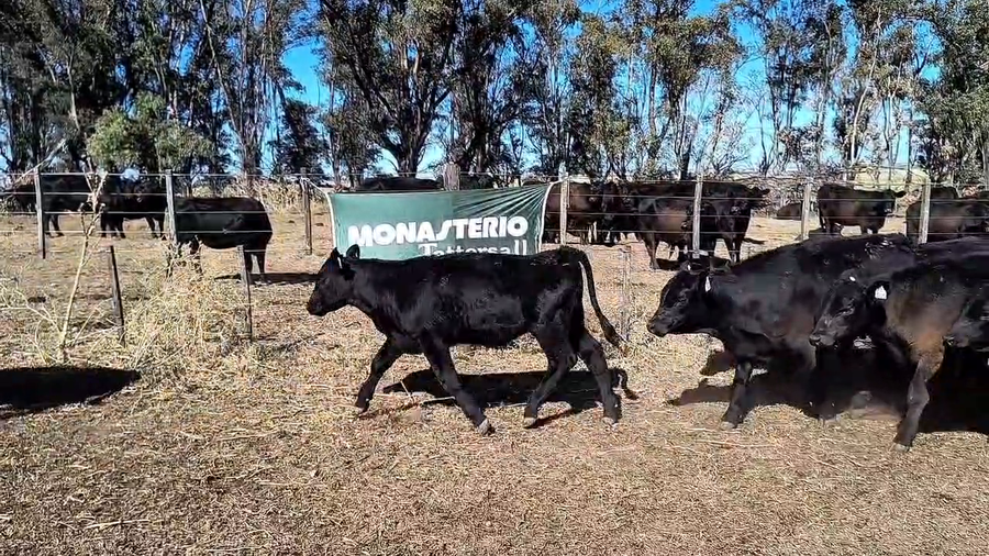 Lote 113 Terneros/as en Espartillar