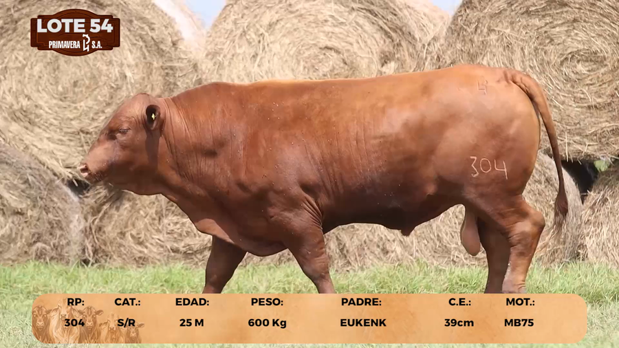 Lote LOTE 54