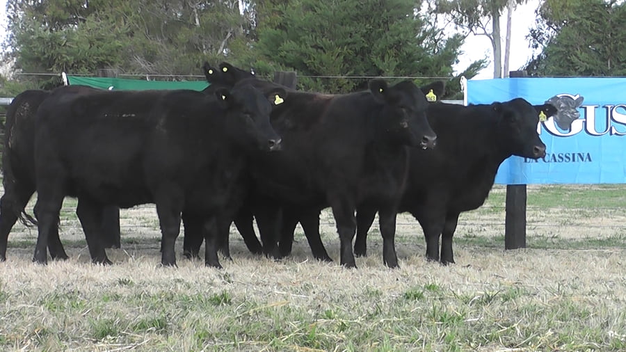 Lote VAQ. PC NEGRAS PARICIÓN PRIMAVERA