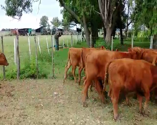 Lote 20 Terneros en Brandsen, Buenos Aires