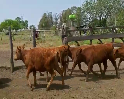 Lote 104 Terneros/as en Villaguay, Entre Ríos