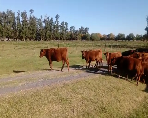 Lote 24 Terneros/as en Cañuelas, Buenos Aires