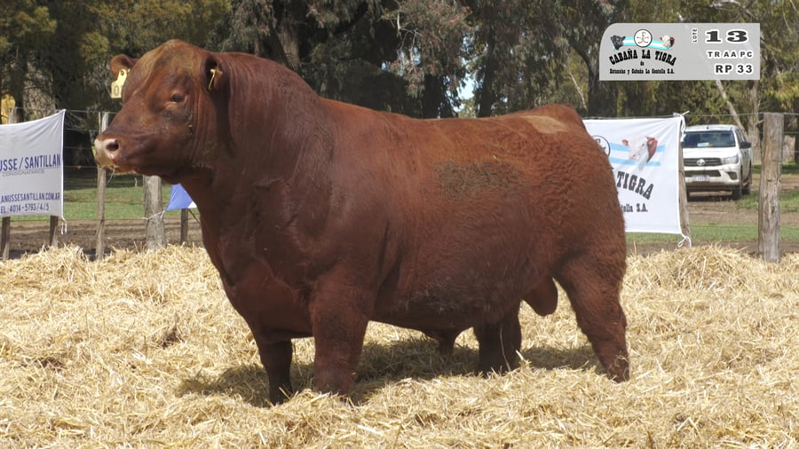 Lote TOROS PUROS CONTROLADOS