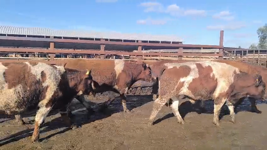 Lote 20 Novillo Gordo en Los Ángeles, VIII Región Biobío