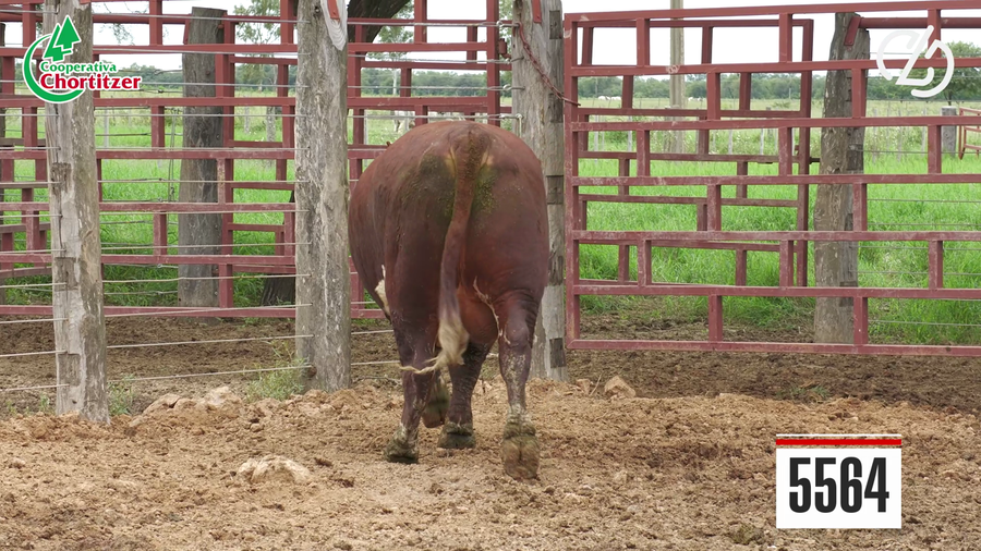 Lote Hereford
