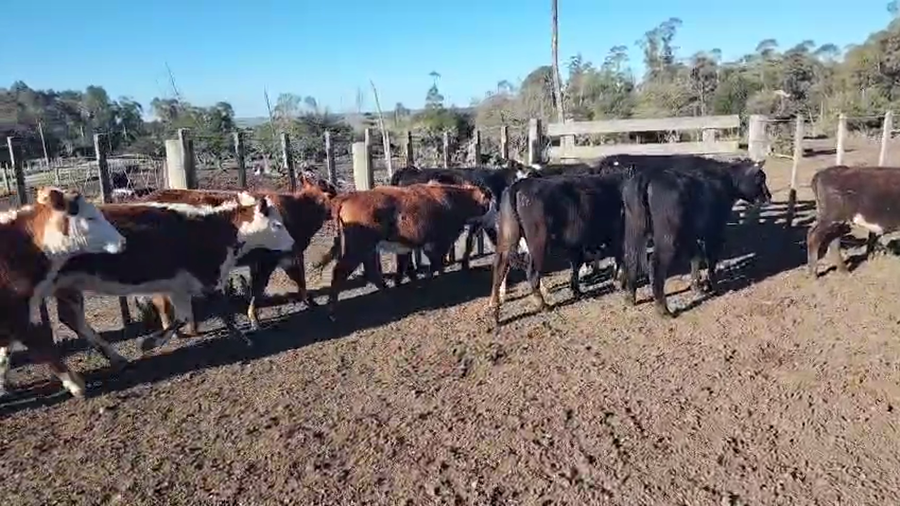 Lote 15 Terneras a remate en Pantalla Aniversario - Escritorio Camy, San José