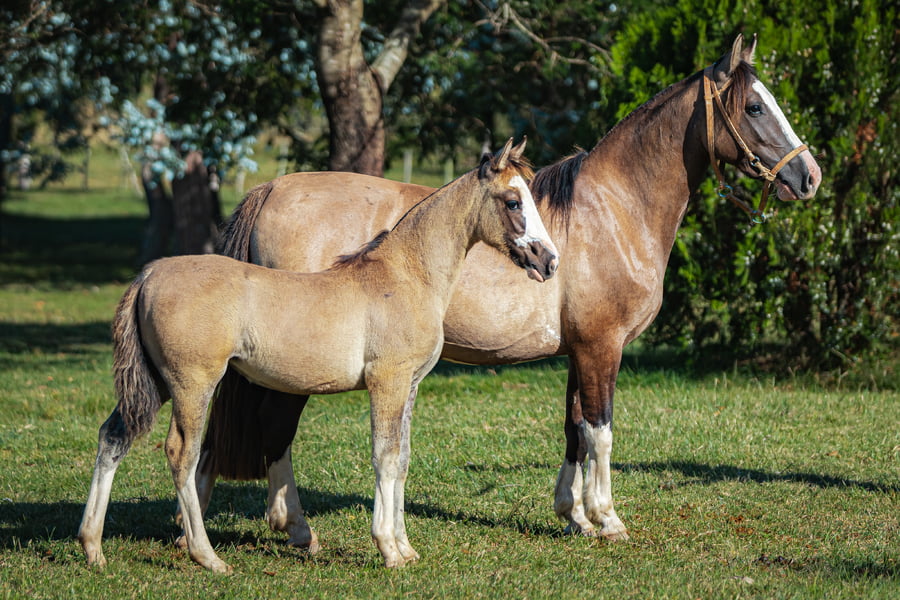 Lote Tobogan Coqueta