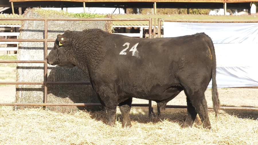 Lote TOROS ANGUS NEGROS  PC