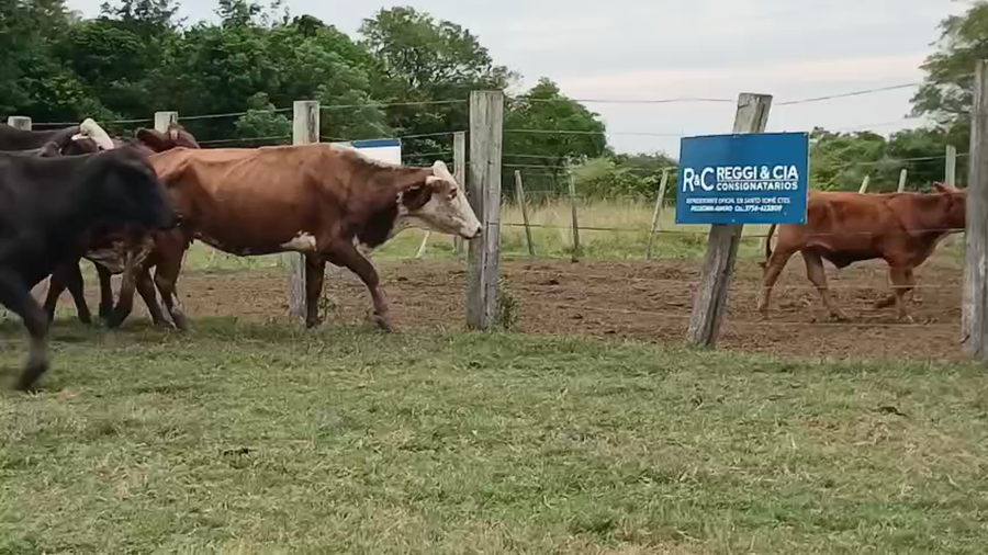 Lote 123 Vacas de invernar