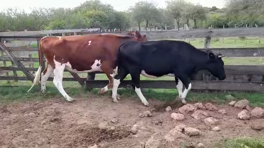 Lote VAQUILLONAS HOLANDO ENTORADAS