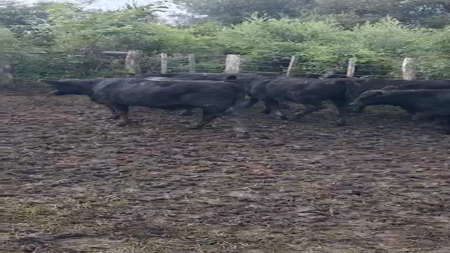 Lote 70 Terneros/as en Entre Ríos, Conscripto Bernardi