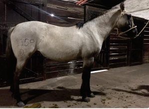 Lote Duquesa Rumbeadora