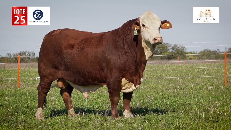 Lote LOTE 25 - TOROS BRAFORD NO. 36