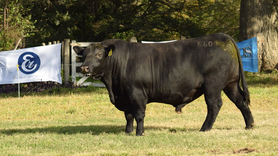 Lote CABAÑA COEMBOTÁ: RP 601