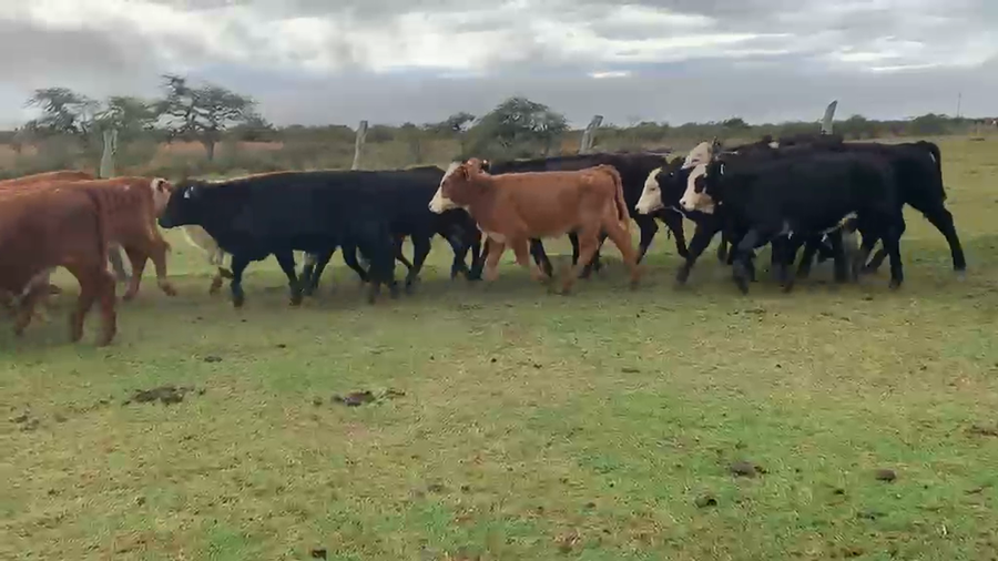 Lote 70 Terneras y vaquillas en Corrientes, Mercedes