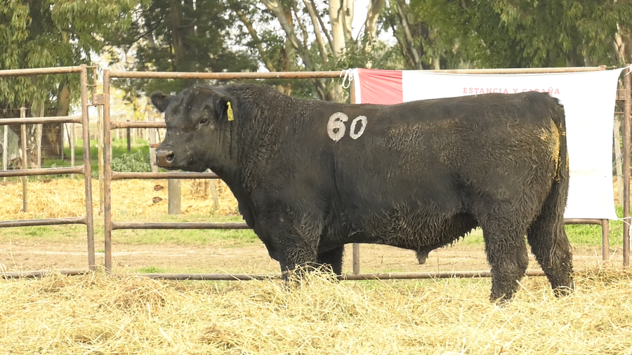 Lote TOROS ANGUS NEGROS  PC