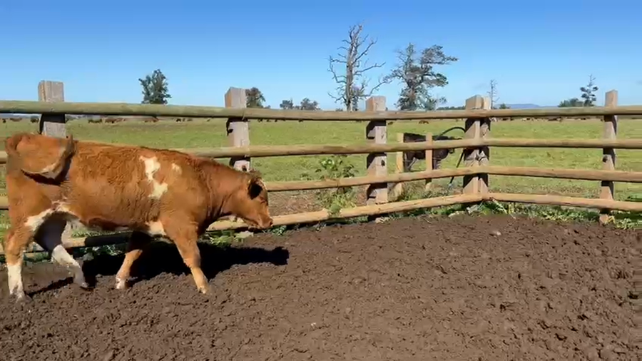Lote 50 Vaquilla Engorda en Perquenco, IX Región Araucanía