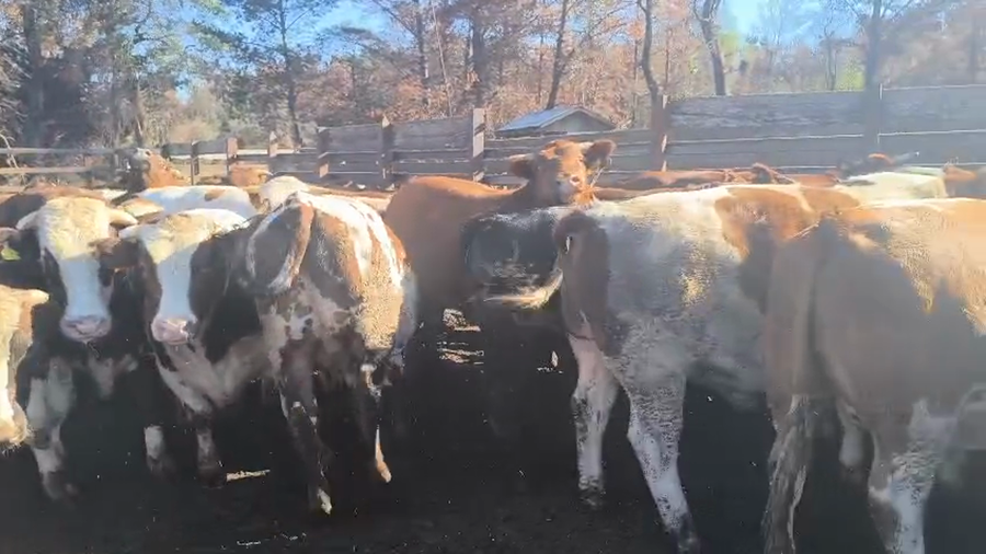 Lote 40 Novillo Gordo en Los Ángeles, VIII Región Biobío