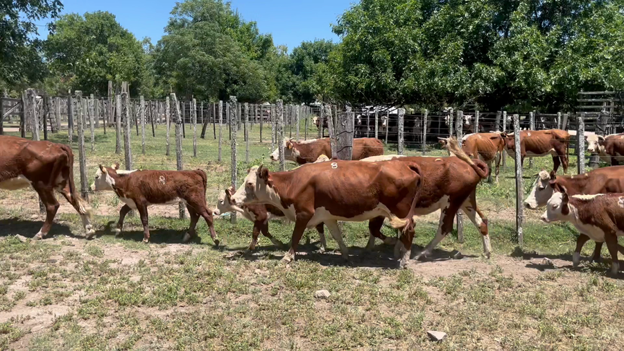 Lote 30 Piezas de cría