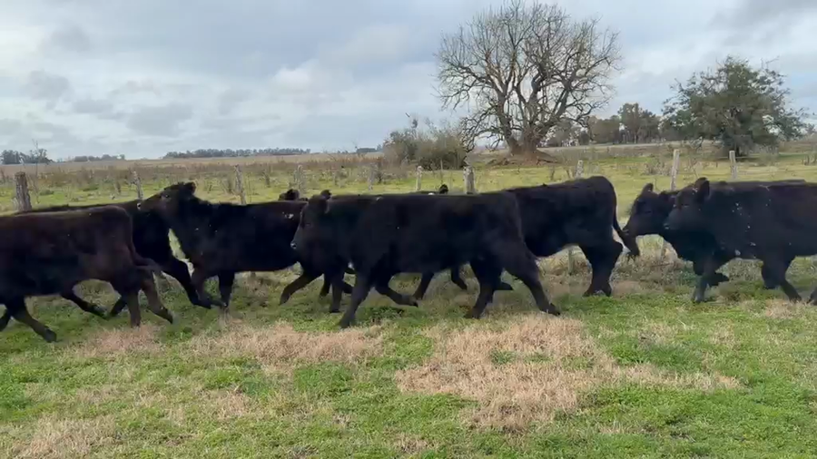 Lote 71 Terneros/as en Buenos Aires, Cañuelas