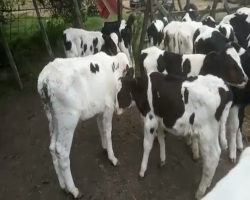 Lote 30 Terneros HOLANDO 80kg - , San José