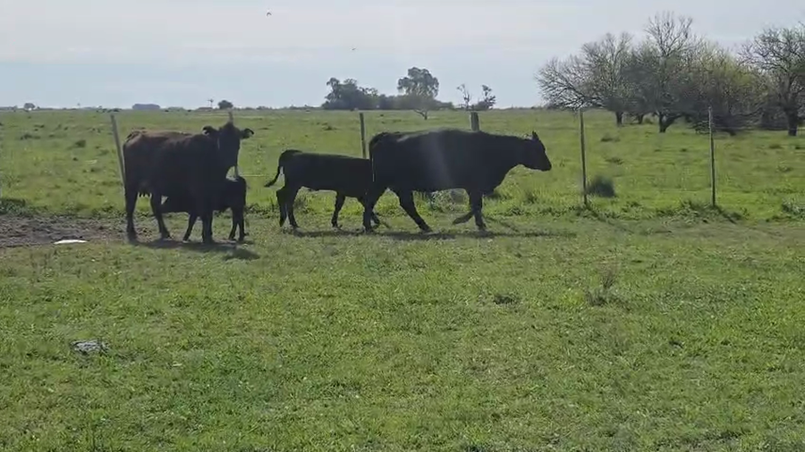Lote 28 AL CTE MEDIO USO Y USADAS