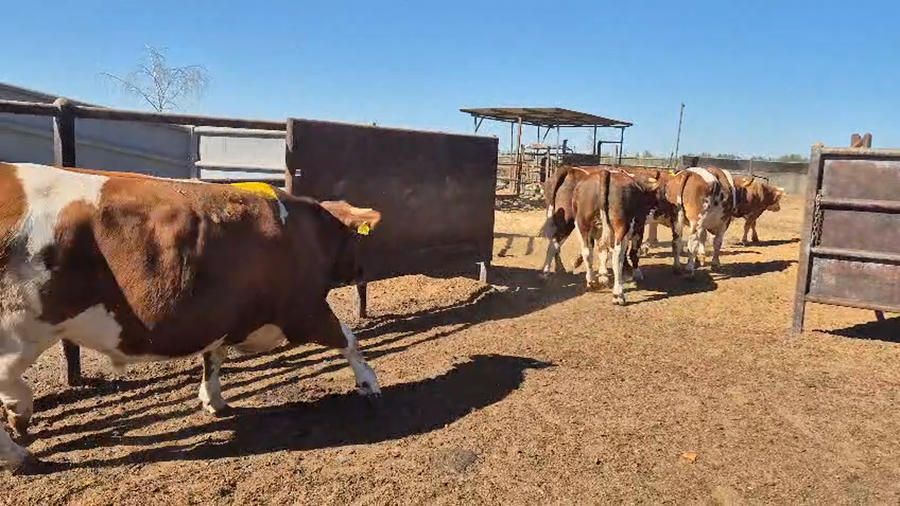 Lote 20 Novillo Gordo en Linares, VII  Región Maule