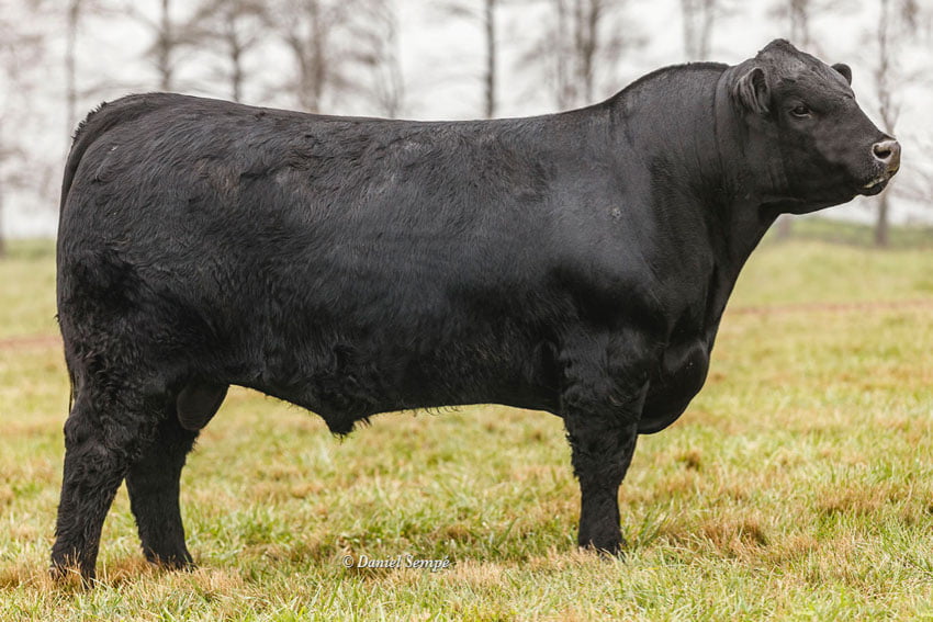 Lote TOROS PURO DE PEDRIGREE