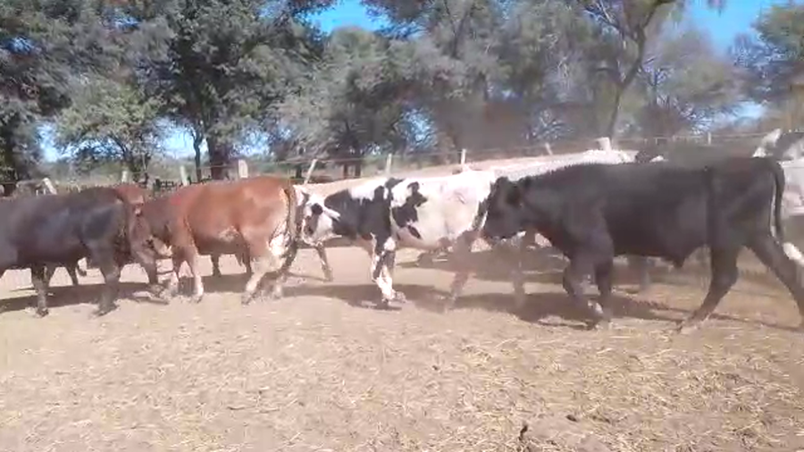 Lote 45 Novillitos y vaquillonas en Monte Quemado, Santiago del Estero