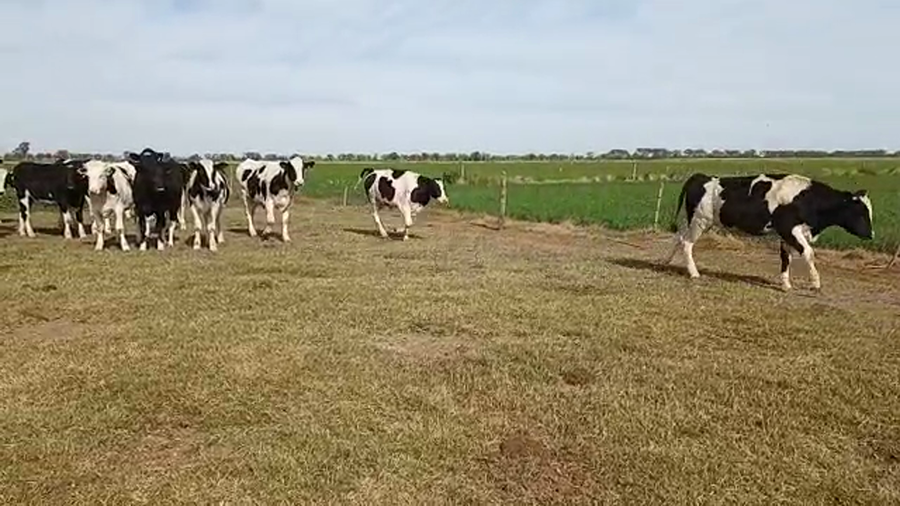 Lote 48 Novillitos Holando Argentino en Brinkmann, Córdoba