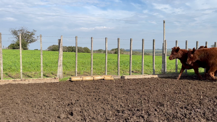 Lote VAQUILLONAS 1 a 2 AÑOS