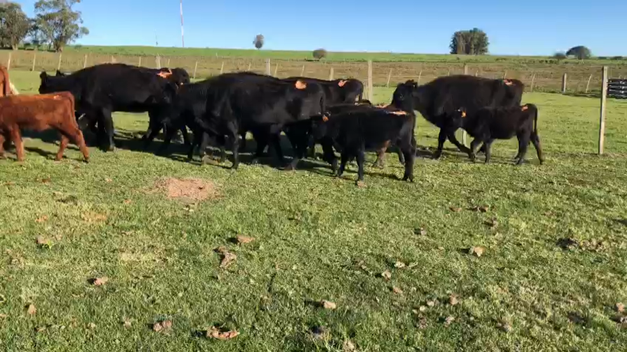 Lote 14 piezas de cria