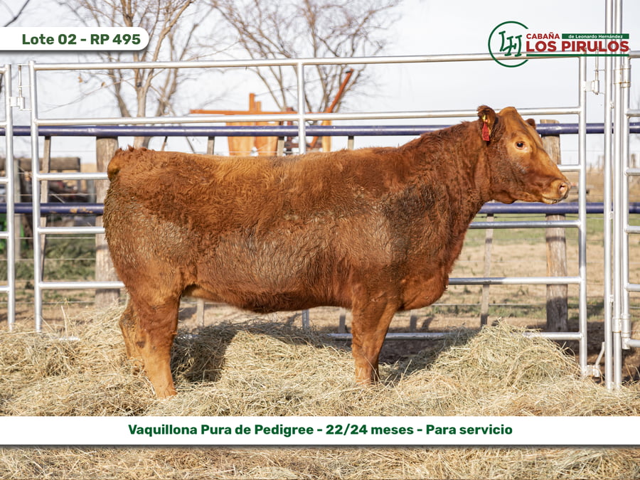 Lote VAQUILLONAS PURAS DE PEDIGREE