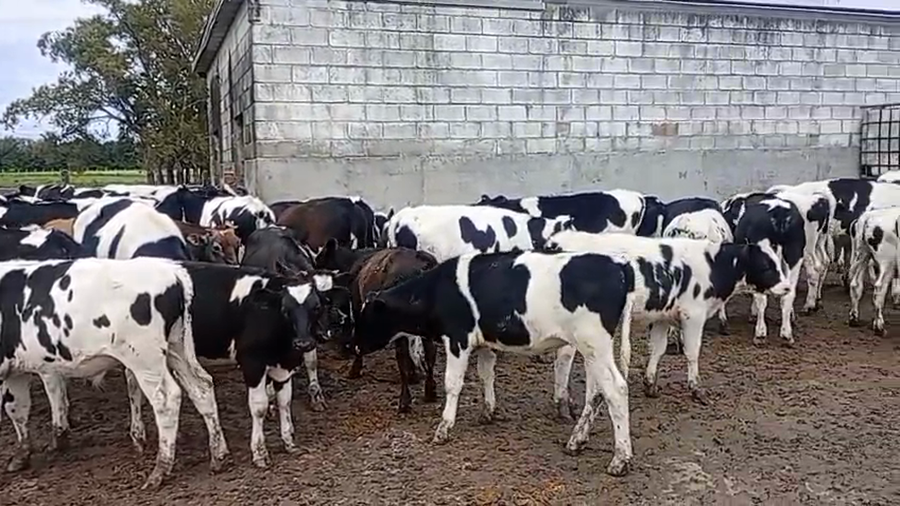 Lote 110 Terneros en Buenos Aires, Luján