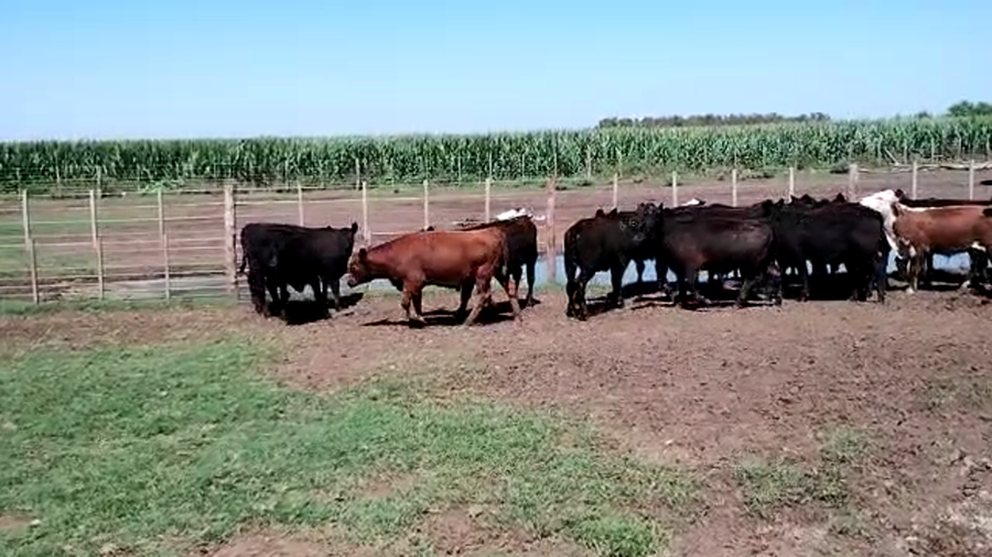 Lote 59 Terneros en Pehuajó, Buenos Aires