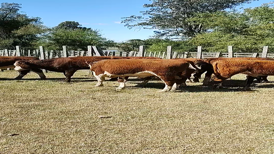 Lote 6 Novillos 1 a 2 años en Melo, Cerro Largo