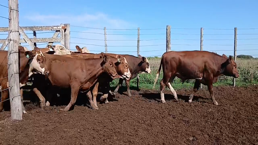 Lote 19 Terneros Braford en Sunchales, Santa Fe