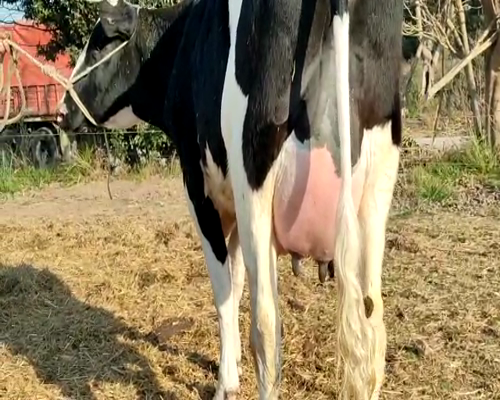 Lote VAQUILLONAS PREÑADAS