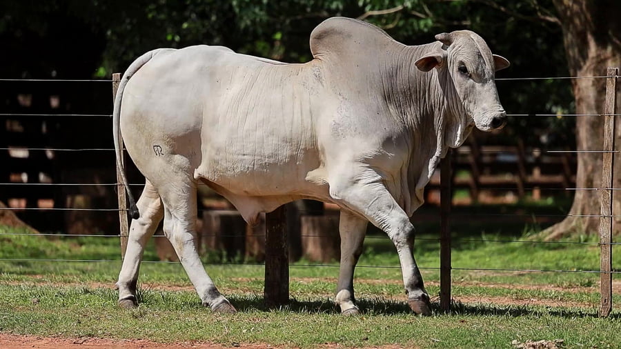 Lote LOTE 26
